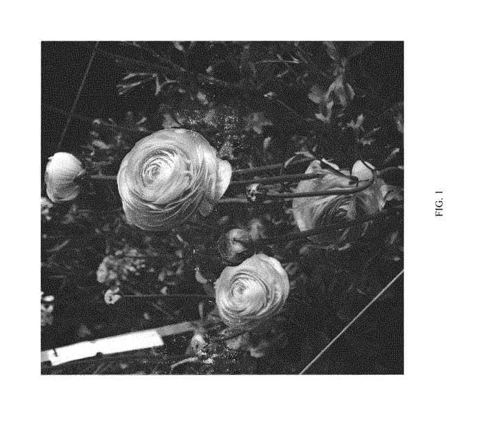 Figure 1 of US plant patent PP30272, the photograph of ABPERKONS printed in the patent.