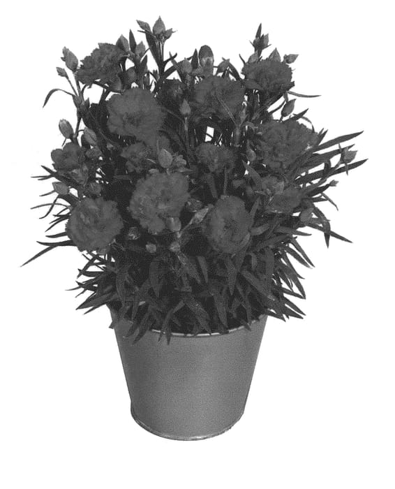 Figure 1 of US plant patent PP30273, the photograph of KLEDP16232 printed in the patent.