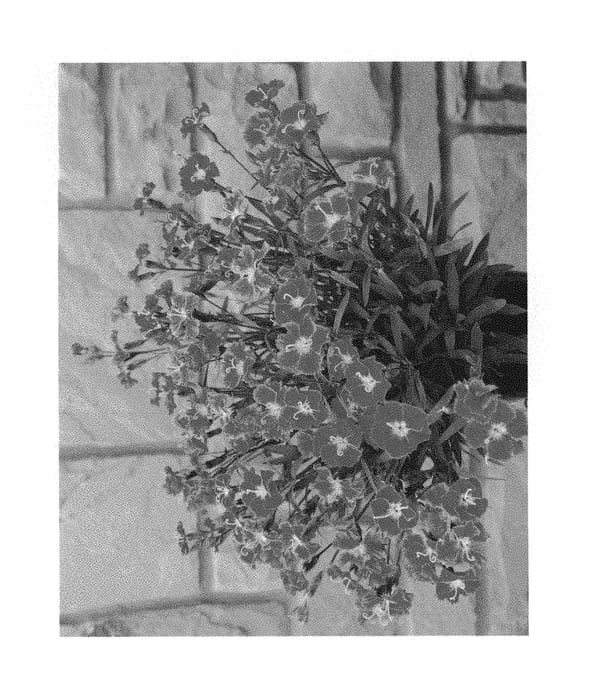 Figure 1 of US plant patent PP30274, the photograph of KonD1044K2 printed in the patent.