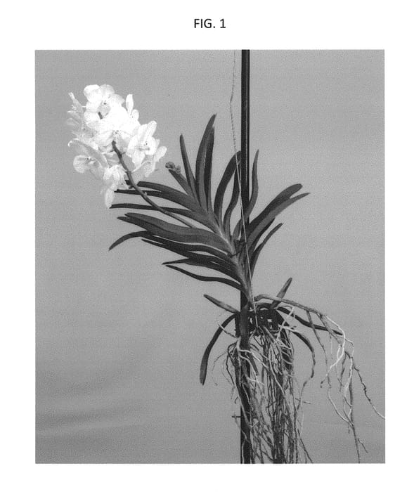 Figure 1 of US plant patent PP30275, the photograph of SPCDW1516 printed in the patent.