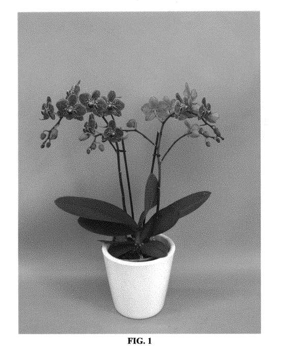 Figure 1 of US plant patent PP30276, the photograph of PHALGYQAN printed in the patent.