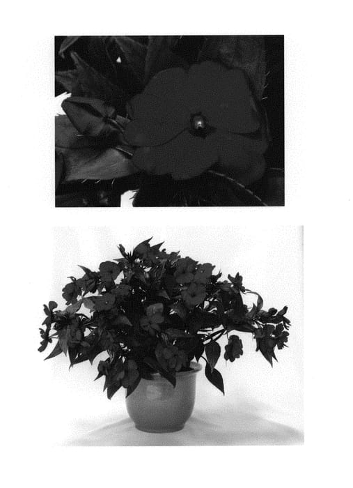 Figure 1 of US plant patent PP30277, the photograph of Duesspdkred printed in the patent.