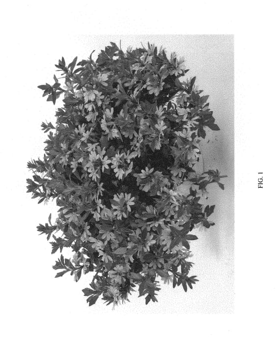Figure 1 of US plant patent PP30278, the photograph of DSCAVPIBLS printed in the patent.