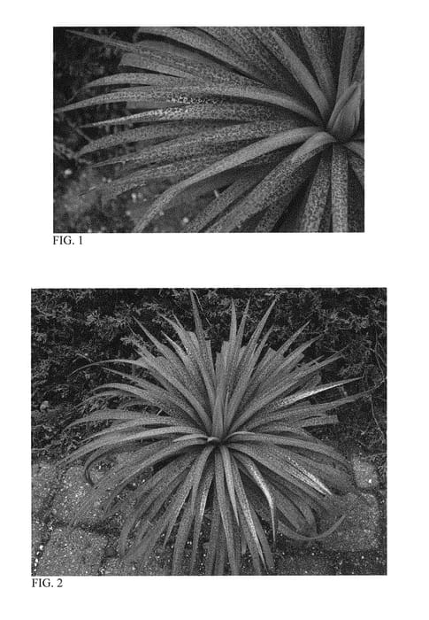 Figure 1 of US plant patent PP30279, the photograph of Bad Hair Day printed in the patent.