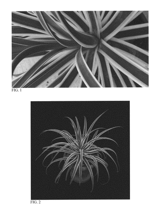 Figure 1 of US plant patent PP30280, the photograph of Stingray printed in the patent.