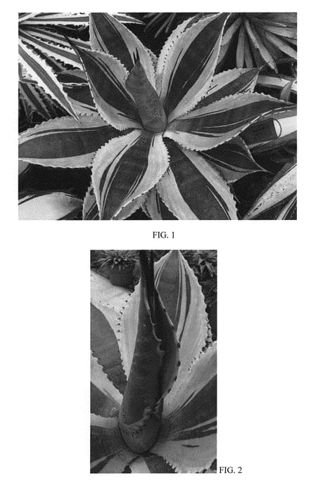 Figure 1 of US plant patent PP30281, the photograph of Ripple Effect printed in the patent.