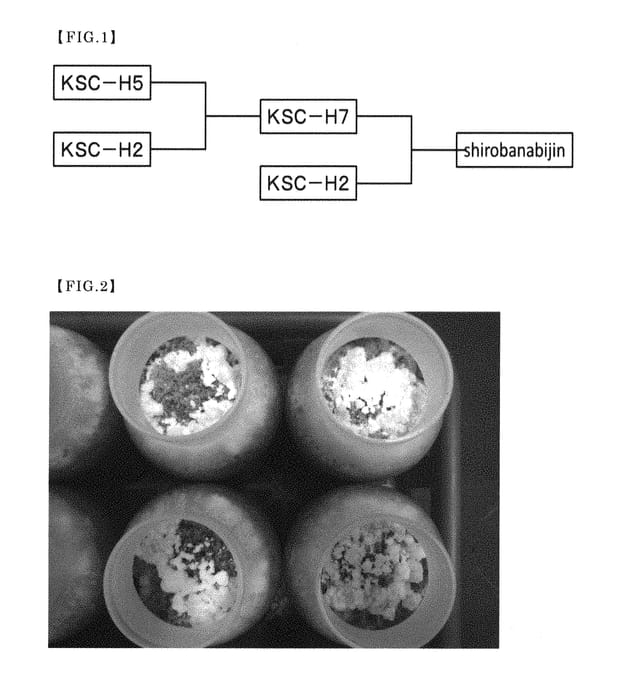 Figure 1 of US plant patent PP30282, the photograph of Shirobanabijin printed in the patent.