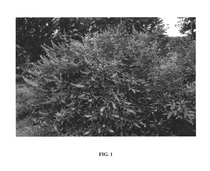 Figure 1 of US plant patent PP30283, the photograph of Bailtexone printed in the patent.