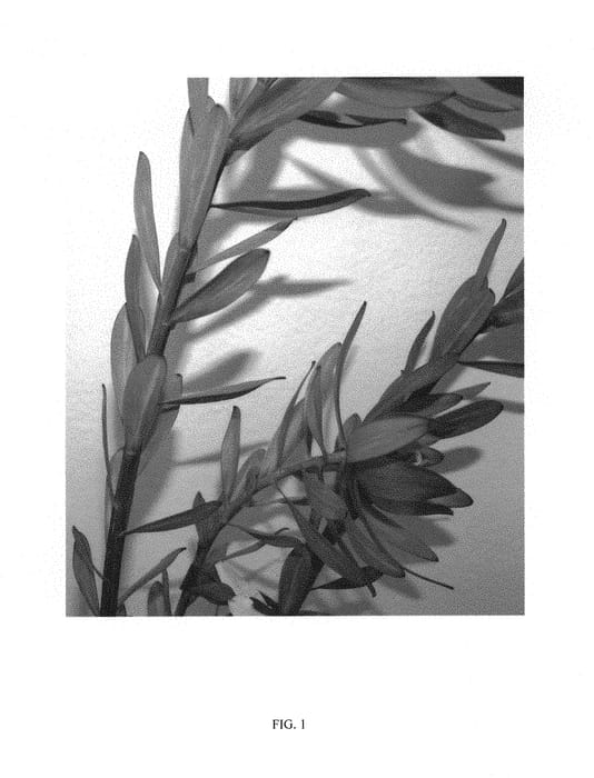 Figure 1 of US plant patent PP30284, the photograph of REVERSE POLARITY printed in the patent.