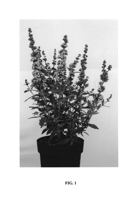 Figure 1 of US plant patent PP30285, the photograph of Podcept1 printed in the patent.