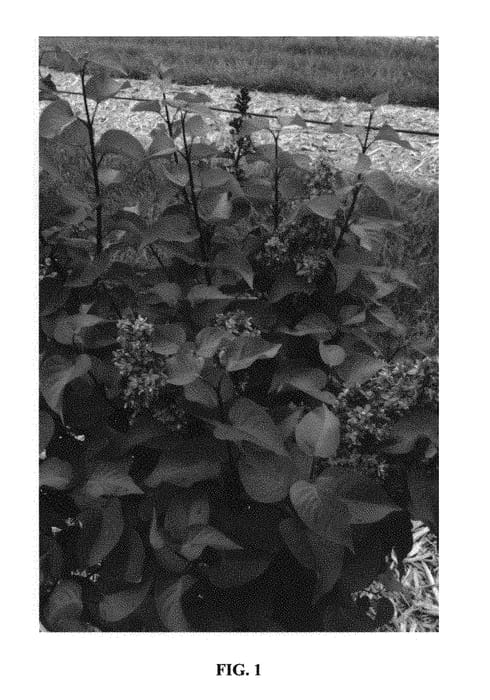 Figure 1 of US plant patent PP30286, the photograph of Bailbridget printed in the patent.