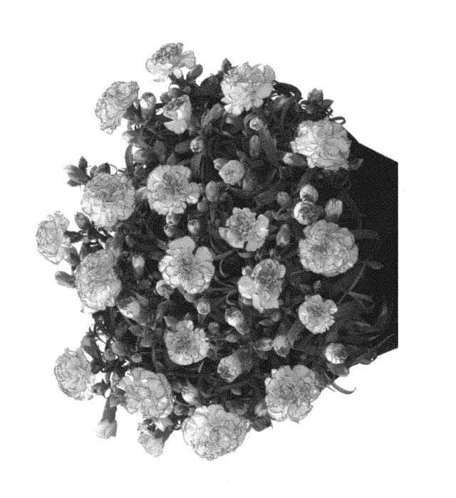 Figure 1 of US plant patent PP30287, the photograph of Hilbechgre printed in the patent.