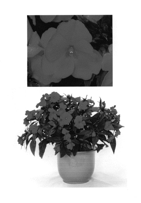 Figure 1 of US plant patent PP30288, the photograph of Duessprspk printed in the patent.