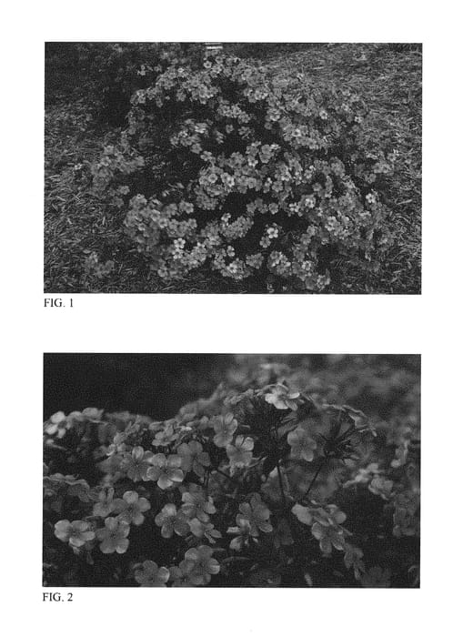 Figure 1 of US plant patent PP30289, the photograph of Cloudburst printed in the patent.
