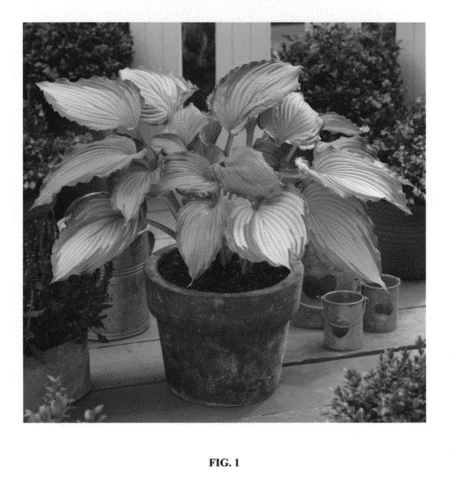 Figure 1 of US plant patent PP30290, the photograph of B200 printed in the patent.