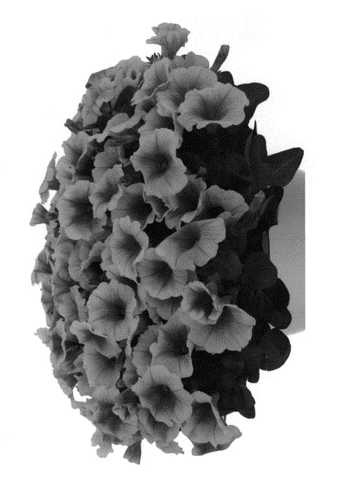 Figure 1 of US plant patent PP30291, the photograph of Dopetpoca printed in the patent.