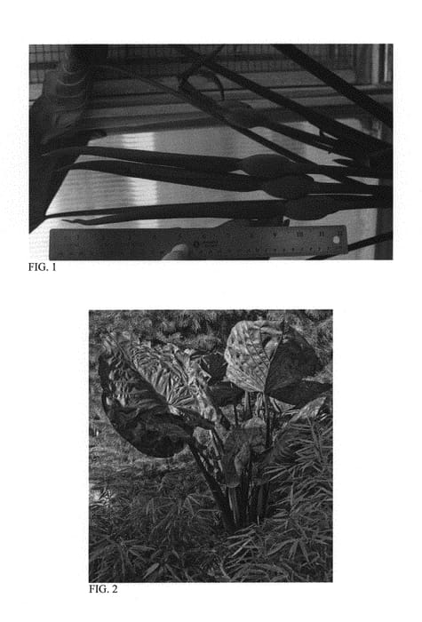 Figure 1 of US plant patent PP30292, the photograph of Distant Memory printed in the patent.