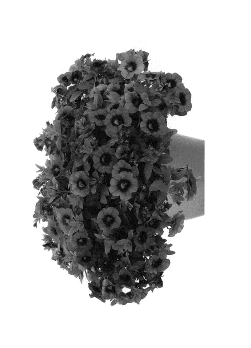Figure 1 of US plant patent PP30293, the photograph of Docalhulam printed in the patent.