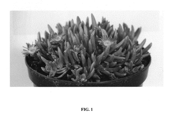 Figure 1 of US plant patent PP30294, the photograph of DE18-152 printed in the patent.