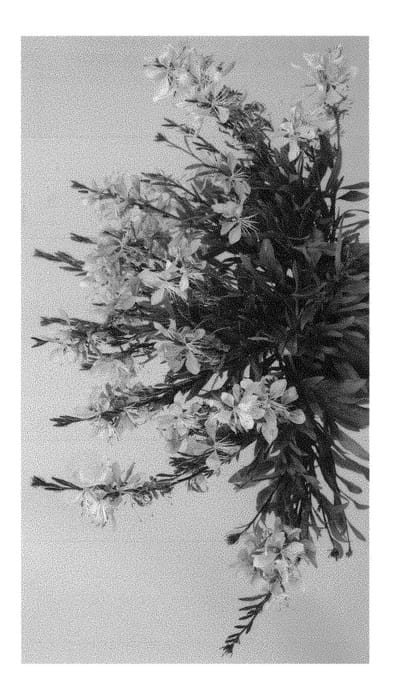 Figure 1 of US plant patent PP30295, the photograph of Summer Star Baby printed in the patent.