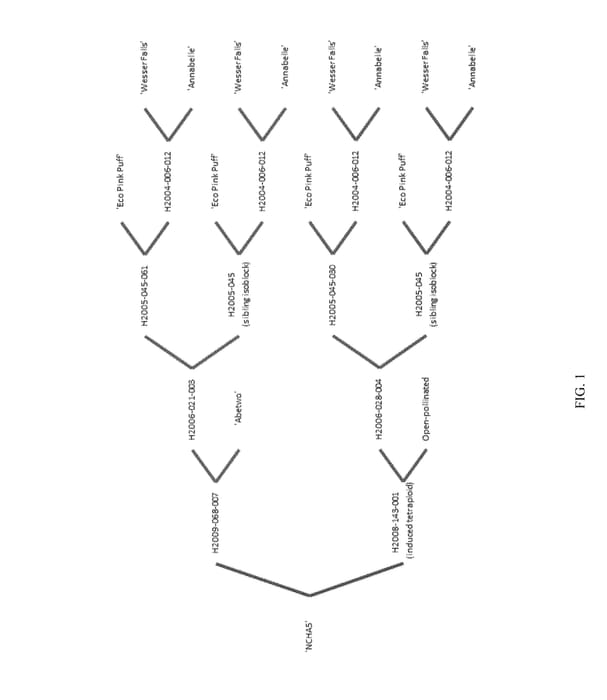 Figure 1 of US plant patent PP30296, the photograph of NCHA5 printed in the patent.