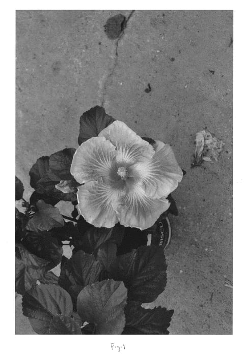 Figure 1 of US plant patent PP30297, the photograph of DUP-FLC printed in the patent.