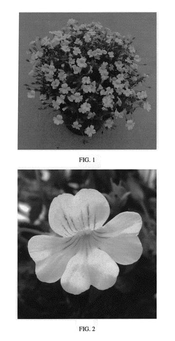 Figure 1 of US plant patent PP30298, the photograph of INTAMEC003 printed in the patent.