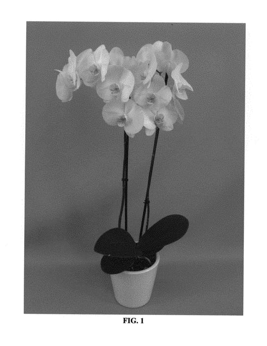 Figure 1 of US plant patent PP30300, the photograph of PHALGOWIJ printed in the patent.