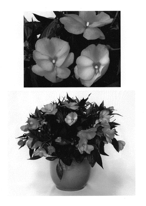 Figure 1 of US plant patent PP30301, the photograph of Duepetmgo printed in the patent.