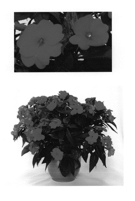 Figure 1 of US plant patent PP30302, the photograph of Duesspbscar printed in the patent.