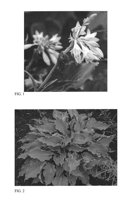 Figure 1 of US plant patent PP30303, the photograph of Waterslide printed in the patent.