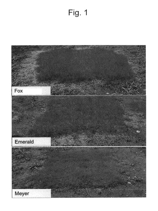 Figure 1 of US plant patent PP30304, the photograph of Fox printed in the patent.