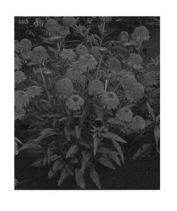 Figure 1 of US plant patent PP30305, the photograph of TNECHPDF printed in the patent.