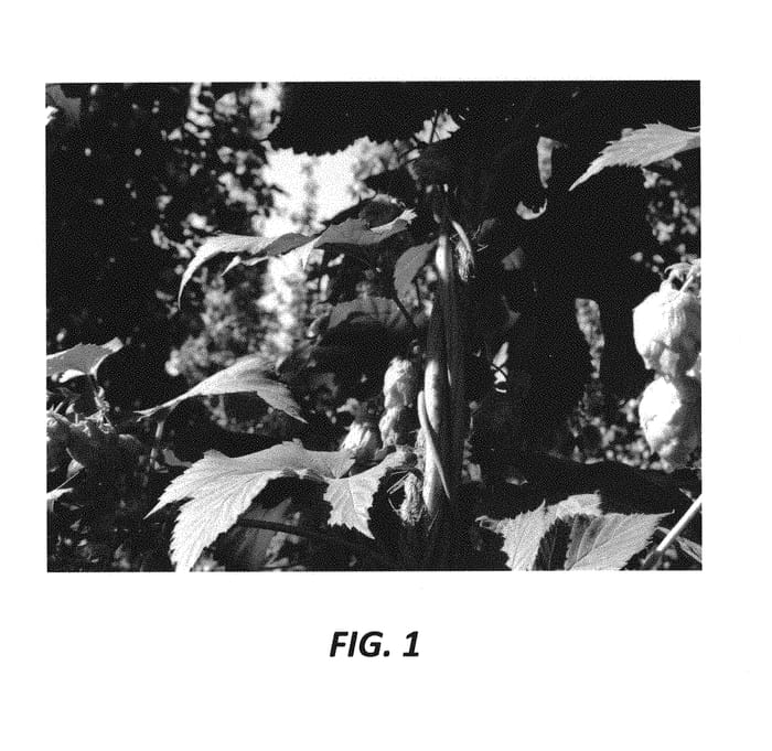 Figure 1 of US plant patent PP30306, the photograph of BRU-1 printed in the patent.