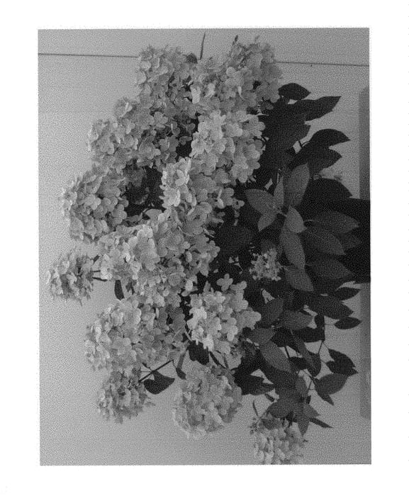 Figure 1 of US plant patent PP30307, the photograph of HP217901 printed in the patent.
