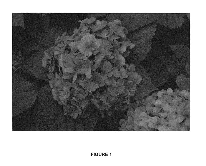 Figure 1 of US plant patent PP30308, the photograph of GRIFFHY-01 printed in the patent.