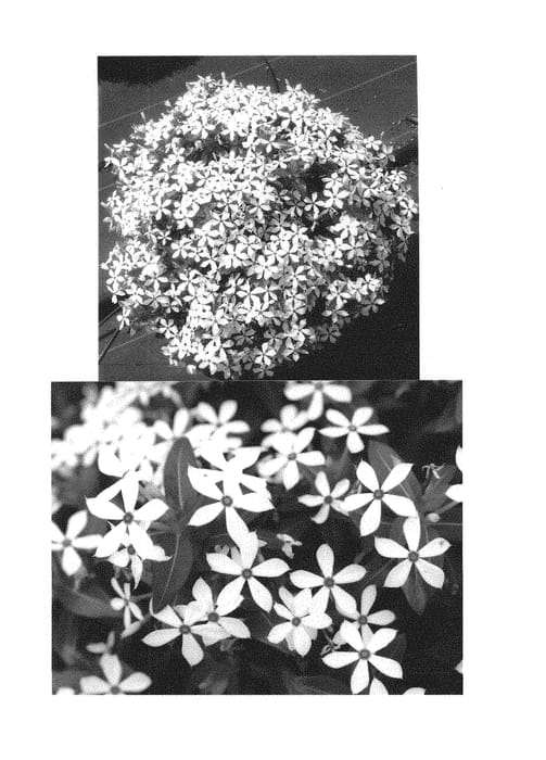 Figure 1 of US plant patent PP30309, the photograph of Suncatfe 23 printed in the patent.