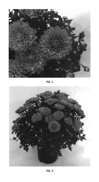 Figure 1 of US plant patent PP30310, the photograph of CIFZ0062 printed in the patent.