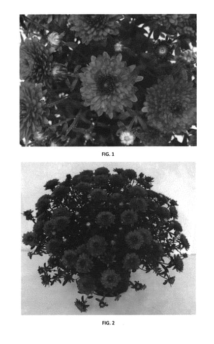 Figure 1 of US plant patent PP30311, the photograph of CIFZ0061 printed in the patent.