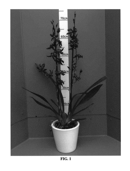 Figure 1 of US plant patent PP30312, the photograph of CAMBLOQA printed in the patent.