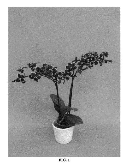 Figure 1 of US plant patent PP30313, the photograph of PHALFUEOZ printed in the patent.