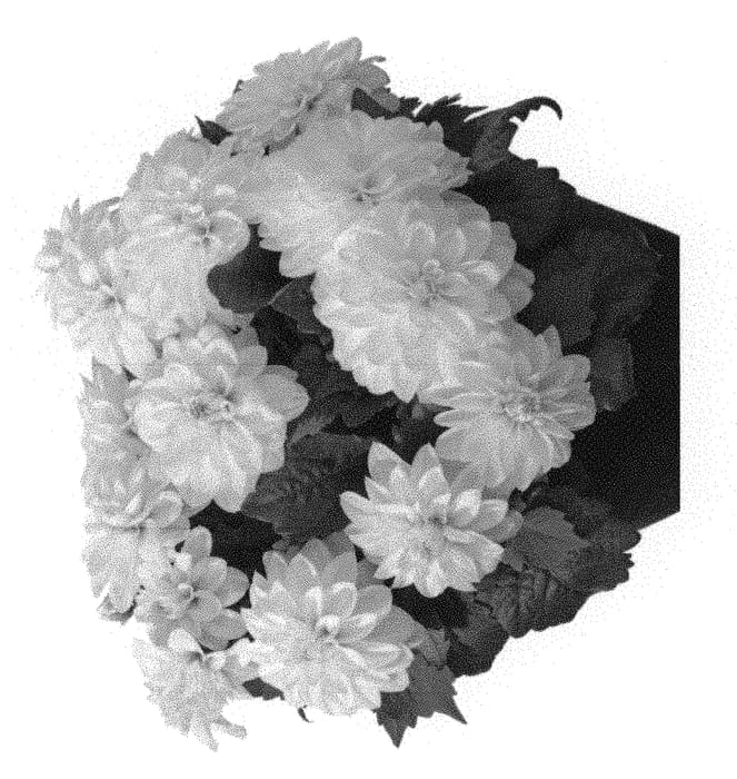 Figure 1 of US plant patent PP30314, the photograph of Ferangel printed in the patent.