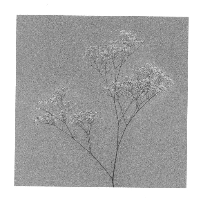 Figure 1 of US plant patent PP30315, the photograph of Pearls White Wish printed in the patent.