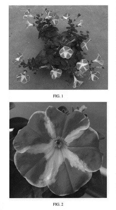Figure 1 of US plant patent PP30316, the photograph of SAKPET104 printed in the patent.