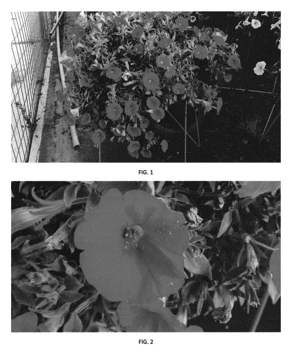 Figure 1 of US plant patent PP30317, the photograph of PEHY0029 printed in the patent.