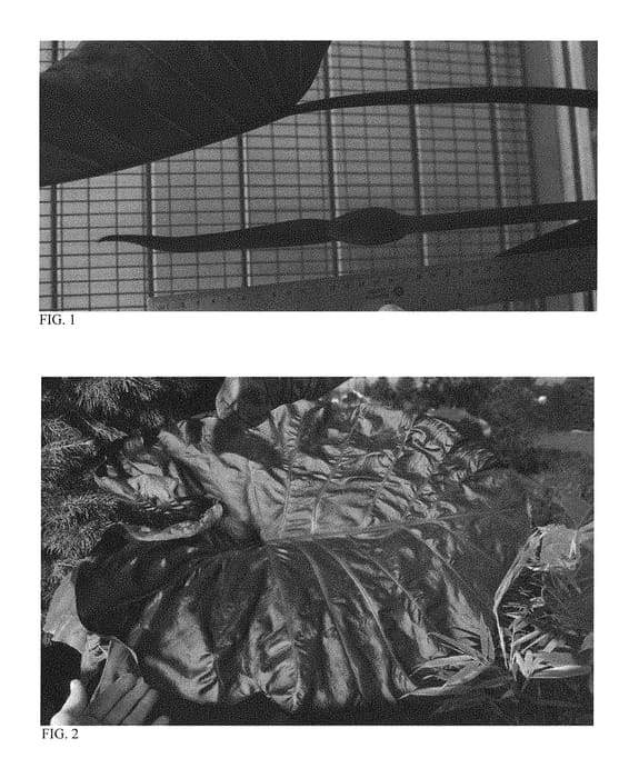 Figure 1 of US plant patent PP30318, the photograph of Black Swan printed in the patent.