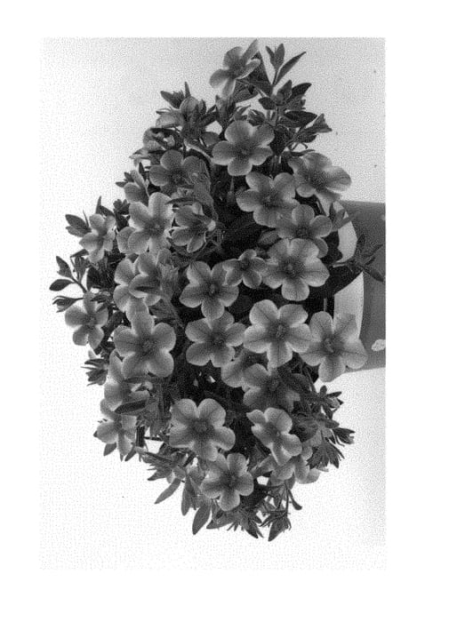 Figure 1 of US plant patent PP30319, the photograph of Duecalvolpi printed in the patent.