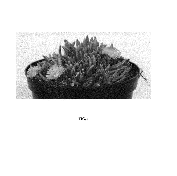 Figure 1 of US plant patent PP30320, the photograph of DE18-162 printed in the patent.
