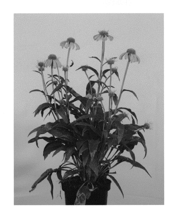Figure 1 of US plant patent PP30321, the photograph of Sunny292 printed in the patent.