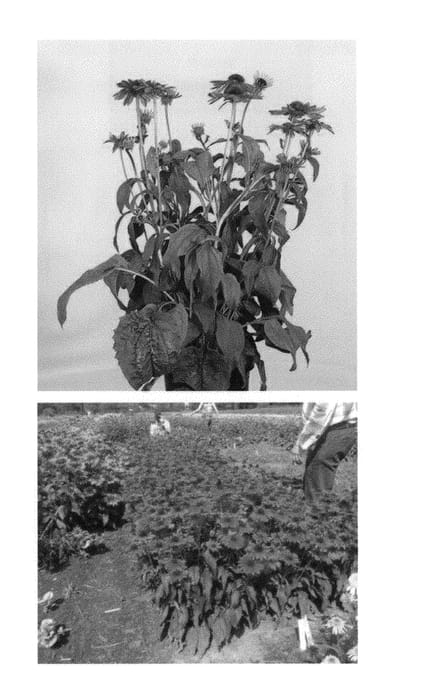 Figure 1 of US plant patent PP30322, the photograph of Sweet342 printed in the patent.